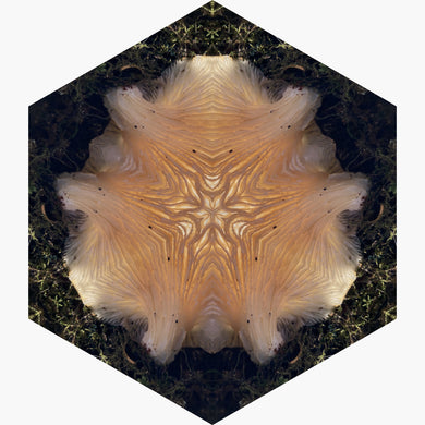One Nest : Earthworks: Pairing 11: Elizabeth Addison: Mandala 092920, Pandemania Day 197 - Decurrent Gills