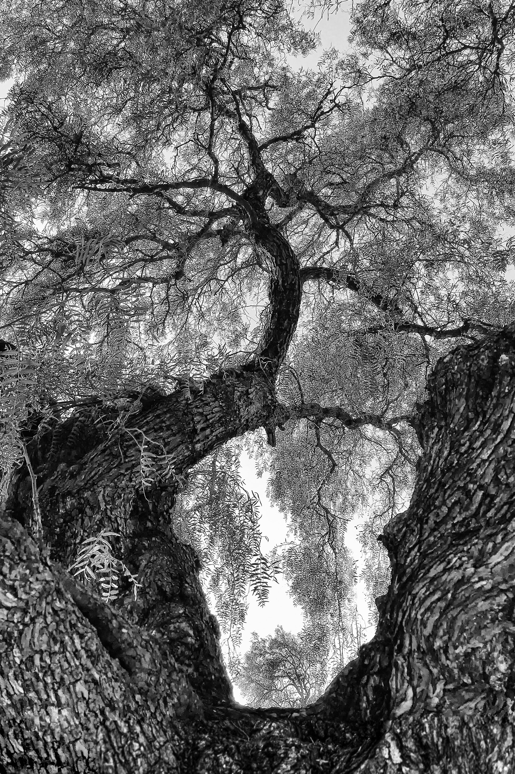 Transitions: Ron Rothbart: More Than Tree