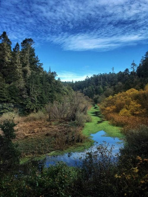 Becky Jaffe: View From The Skunk Train